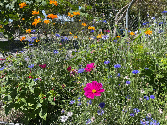 Dan's Flower Garden at Alphington Farmers Market